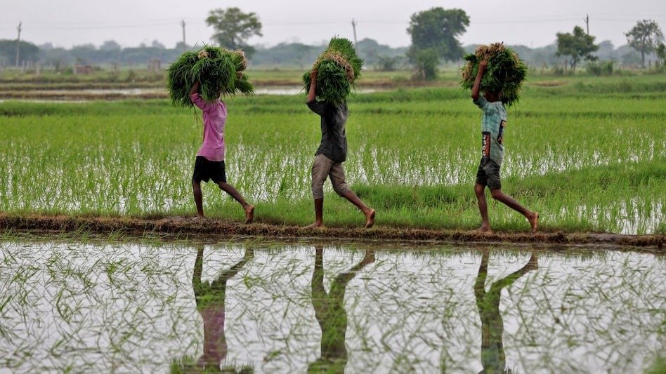 6954cd2242fae india rice product