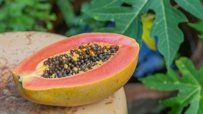 कई बीमारियों से बचाव में असरदार माने जाते हैं पपीते के पत्ते 1 image 1774354002095