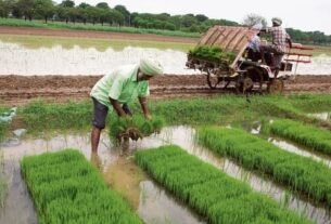 PaddyTransplant 1709205099567 1709206171710