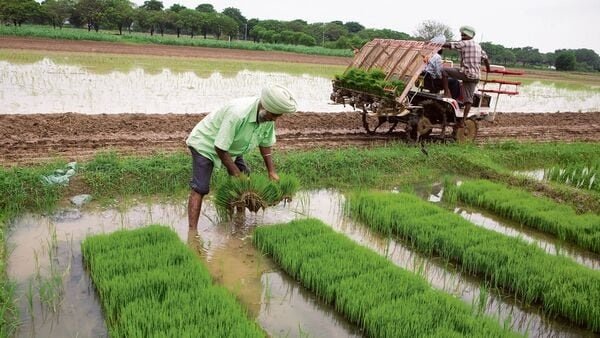 PaddyTransplant 1709205099567 1709206171710
