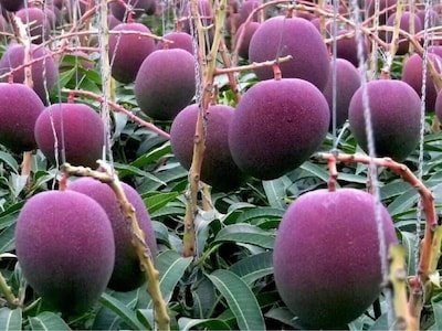 ये है दुनिया का सबसे मंहगा आम..कीमत इतनी कि एक सेकंड हैंड कार, नई लग्जरी बाइक खरीद लें 1 image 1775626608119