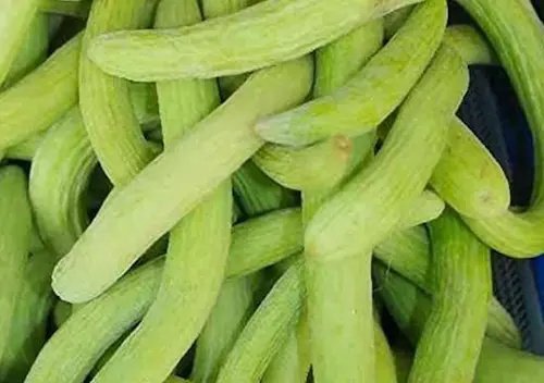 गर्मियों में शरीर को ठंडक प्रदान करती है ककड़ी 1 image 1775802069653