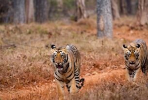 28 tiger deaths in madhya pradesh this year whats killing indias big cats 060141465 16x9 0